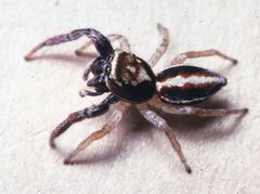 Salt0004 Icius subinermis male by Wayne Maddison. Used under a CC BY 3.0 license.