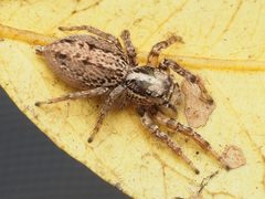 Leptofreya ambigua 202852698 by Zygy. Used under a CC0 license.