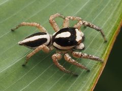 Leptofreya ambigua 277597634 by Zygy. Used under a CC0 license.