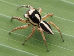 Leptofreya ambigua 277597837 by Zygy. Used under a CC0 license.