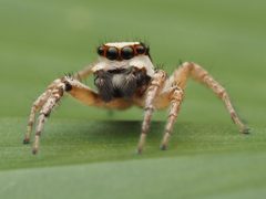 Leptofreya ambigua 277597955 by Zygy. Used under a CC0 license.