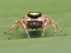 Leptofreya ambigua 277597992 by Zygy. Used under a CC0 license.