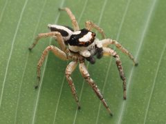 Leptofreya ambigua 277598072 by Zygy. Used under a CC0 license.