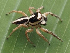 Leptofreya ambigua 277598724 by Zygy. Used under a CC0 license.