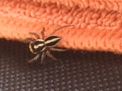 Leptofreya ambigua 41777904 by Addshore. Used under a CC BY 4.0 license.