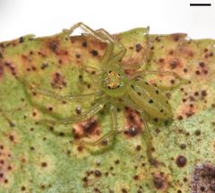 Lyssomanes viridis 0564 by platycryptus. Used under a CC BY 2.0 license.