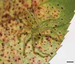 Lyssomanes viridis 0569 by platycryptus. Used under a CC BY 2.0 license.