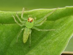 Lyssomanes viridis 111078037 by Zygy. Used under a CC0 license.
