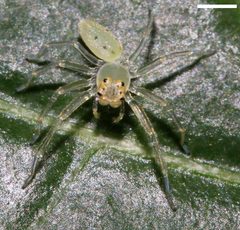 Lyssomanes viridis 8010 by platycryptus. Used under a CC BY 2.0 license.