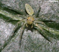 Lyssomanes viridis 8012 by platycryptus. Used under a CC BY 2.0 license.