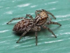 Immature male Maevia inclemens 50123750 by Zygy. Used under a CC0 license.