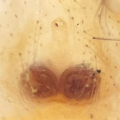 Maevia inclemens epigyne by Maevia inclemens. Used under a CC0 license.