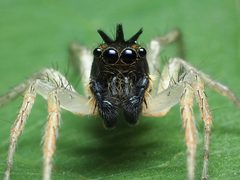 Maevia inclemens male 02 by spidereyes2020. Used under a CC0 license.