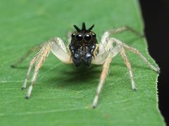 Maevia inclemens male 03 by spidereyes2020. Used under a CC0 license.