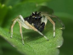 Maevia inclemens male 05 by spidereyes2020. Used under a CC0 license.