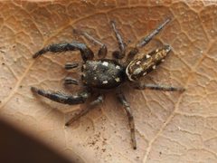Marpissa bina - 50944854966 by spidereyes2020. Used under a CC0 license.