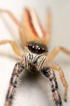 Adult female Marpissa formosa face by Salticidude. Used under a CC BY-SA 4.0 license.