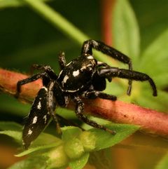 Adult male Marpissa formosa dorsal by Salticidude. Used under a CC BY-SA 4.0 license.