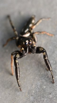 Adult male Marpissa formosa face by Salticidude. Used under a CC BY-SA 4.0 license.