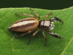 Female Marpissa formosa 217898161 by Zygy. Used under a CC0 license.