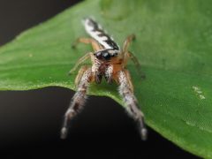Marpissa pikei - 50856733401 by spidereyes2020. Used under a CC0 license.