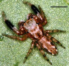 Edwards Marpissa sulcosa 01 by Photographed by G. B. Edwards. Used under a CC BY 3.0 license.