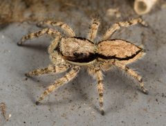 Menemerus bivittatus 27138620 by portioid. Used under a CC BY-SA 4.0 license.