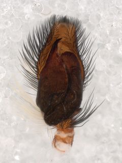 Menemerus bivittatus pedipalp by Kaldari. Used under a CC0 license.