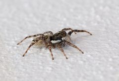 Spider Porto Covo September 2024-1 by Alvesgaspar. Used under a CC BY-SA 4.0 license.