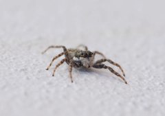 Spider Porto Covo September 2024-2 by Alvesgaspar. Used under a CC BY-SA 4.0 license.