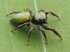 Messua limbata 137252848 by Zygy. Used under a CC0 license.