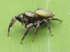 Messua limbata 137252873 by Zygy. Used under a CC0 license.