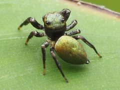 Messua limbata 137252893 by Zygy. Used under a CC0 license.