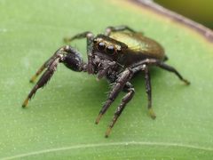Messua limbata 137252923 by Zygy. Used under a CC0 license.