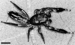 Edwards Metacyrba floridana 01 by Photographed by G. B. Edwards. Used under a CC BY 3.0 license.