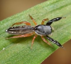Metacyrba floridana 61189167 by skitterbug. Used under a CC BY 4.0 license.