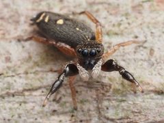 Female Metacyrba punctata - 53527126657 by spidereyes2020. Used under a CC0 license.