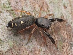 Female Metacyrba punctata - 53528030316 by spidereyes2020. Used under a CC0 license.