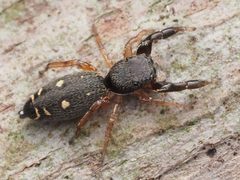 Female Metacyrba punctata - 53528458465 by spidereyes2020. Used under a CC0 license.