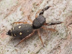 Female Metacyrba punctata - 53528458470 by spidereyes2020. Used under a CC0 license.