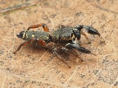 Metacyrba punctata 112901693 by Zygy. Used under a CC0 license.