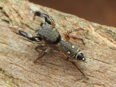 Metacyrba punctata 112902323 by Zygy. Used under a CC0 license.
