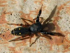 Metacyrba punctata 29580303 by jade fortnash. Used under a CC0 license.