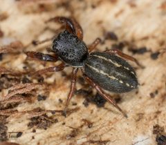Metacyrba taeniola similis 8115030 by Jesse Rorabaugh. Used under a CC0 license.