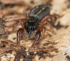 Metacyrba taeniola similis 8115040 by Jesse Rorabaugh. Used under a CC0 license.