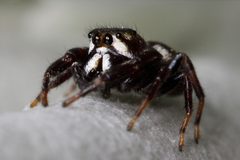 Kaldari Metaphidippus manni 02 by Kaldari. Used under a CC0 license.