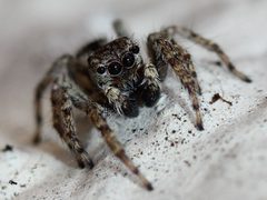 Mexigonus minutus 28232883 by Even Dankowicz. Used under a CC BY 4.0 license.