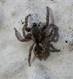 Mexigonus minutus 28232886 by Even Dankowicz. Used under a CC BY 4.0 license.