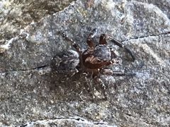 Mexigonus morosus by LJ Moore-McClelland. Used under a CC BY 4.0 license.
