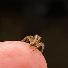 Mexigonus morosus jumping spider human fingerprint ridges for scale by Jengod. Used under a CC BY-SA 4.0 license.